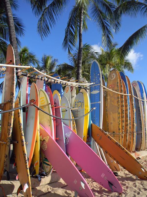 Surf Board Rental
